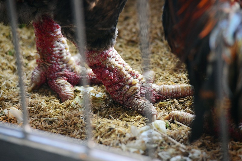 Các loại sản vật "tiến vua" xuất hiện tại Hội chợ Xuân 2016 ảnh 2